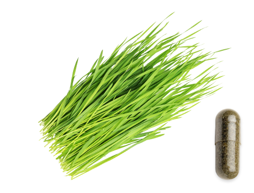 Das junge frische Gras des Weizens in seiner grünen Pracht neben der Kapsel mit dem Pflanzenpulver.