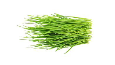 Das junge frische Gras des Weizens in seiner grünen Pracht.