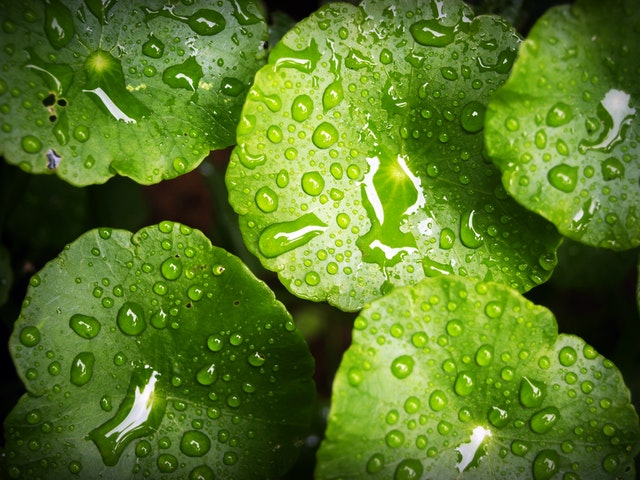 Die schönen grünen Blätter eine Pflanze glänzen durch die Regentropfen.