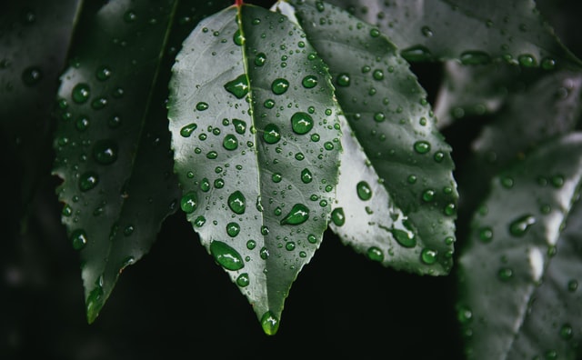 Die schönen grünen Blätter eine Pflanze glänzen durch die Regentropfen.