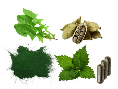 Produktfoto Cleansing zur Unterstützung der Körpersysteme mit den Pflanzen Kardamom, Löwenzahn, Brennnessel und Spirulina neben der veganen Kapsel mit dem Pflanzenpulver.