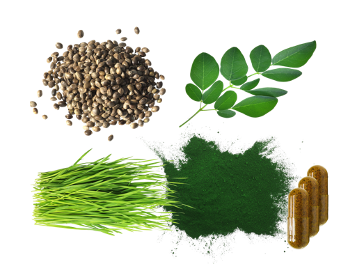 Produktfoto Proteine mit den Pflanzen Weizengras, den Blättern von Moringa, Hanfprotein aus Hanfsamen und Spirulina neben der veganen Kapsel mit dem Pflanzenpulver.