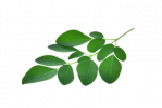 Die grünen schönen Blätter des starken Moringabaums.